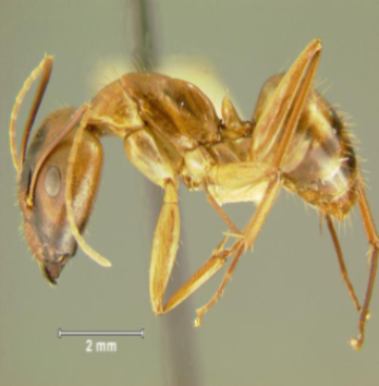 Hawaiian carpenter ant